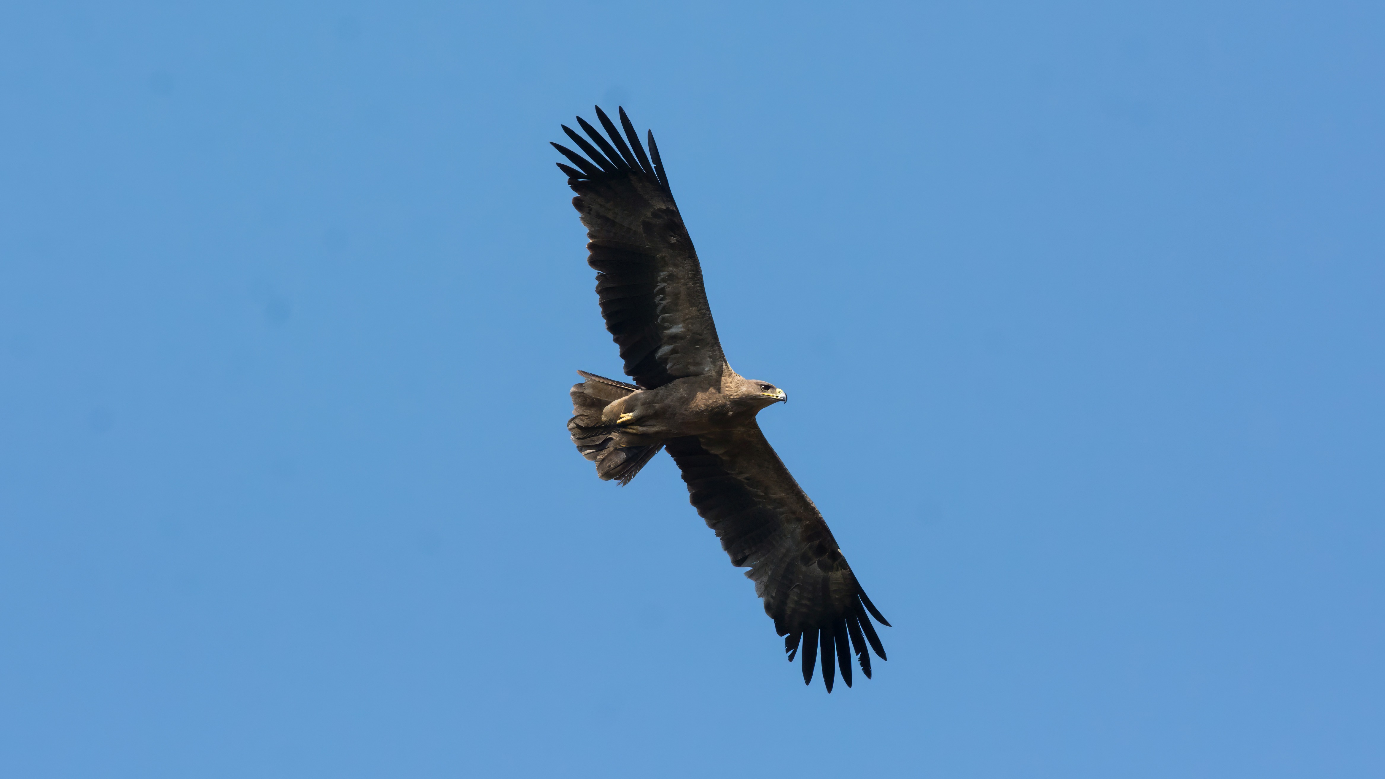 Tawny Eagle
